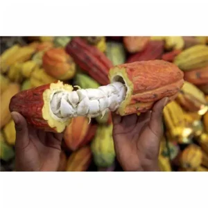 Purasana Cacao kernen (raw nibs) 200 gram