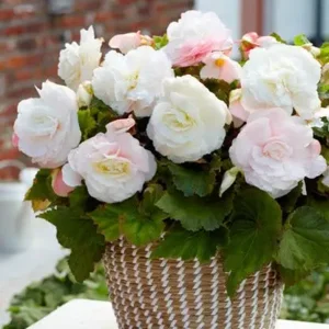 Begonia Superba Wit