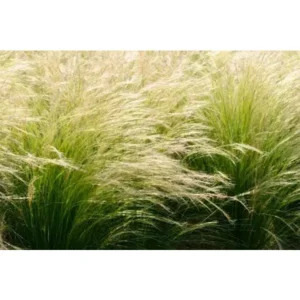 10x siergras Stipa 'Ponytails'