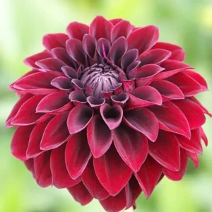 Dahlia Arabian Night