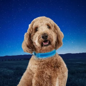 Nite Ize NITEDOG Herlaadbare Led halsband voor een Hond Blauw Medium 16"- 20" | 40.6cm - 50.8cm NDCRM-03-R3