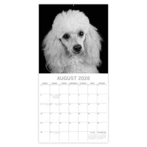 Kalender - 2026 - Dog portraits - 30x30cm