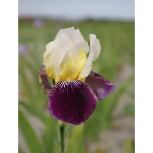 Iris Germanica Salonique