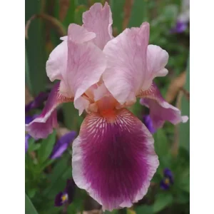 Iris Germanica Wine and Roses