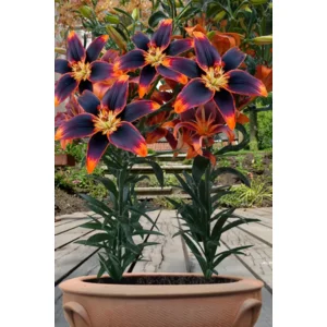 Lilium (lelie) Forever Susan