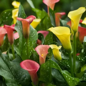 Zantedeschia (Calla) gemengd