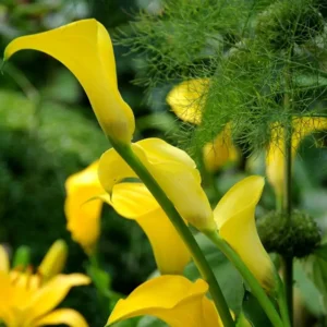 Zantedeschia (Calla) Black Magic