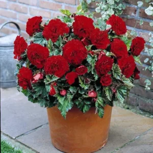 Begonia Fimbriata Rood