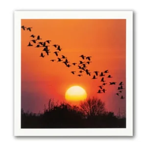 Kaart - Paperclip - Call of the wild - Ondergaande zon - VB0.0041