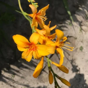 Crocosmia Hot Spot