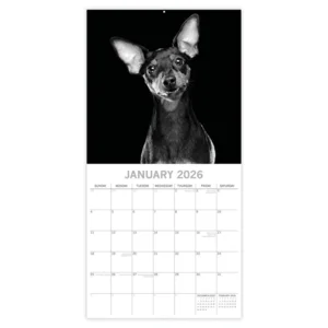 Kalender - 2026 - Dog portraits - 30x30cm