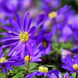 Anemonen Blanda Blue Shades