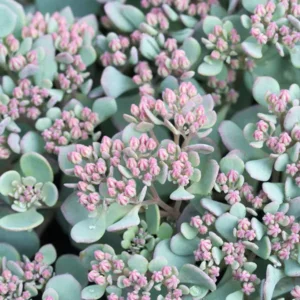 10x Sedum cauticola 'Coca Cola' - Indrukwekkend vetplantje!