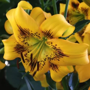 Lilium (lelie) Yellow Bruse
