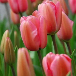 Tulp Darwin Pink impression