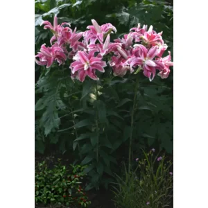 Lelie (lilium) Lila Cloud