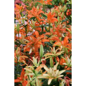 Lilium (lelie) Must See