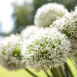 Allium White Giant