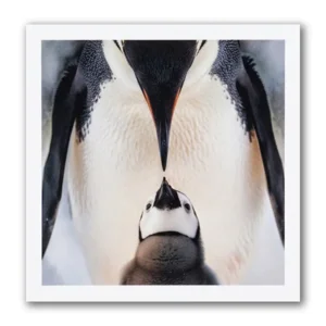 Kaart - Paperclip - Call of the wild - Pinguin met jong - VB0.0026