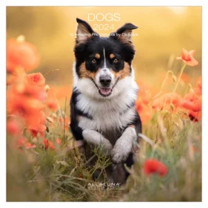 Kalender - 2024 - Dogs - 30x30cm