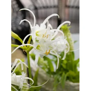 Ismene Festalis