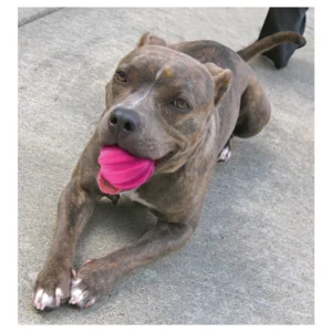 Dog Comets Halley Roze