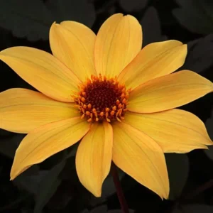 Dahlia Bishop of York