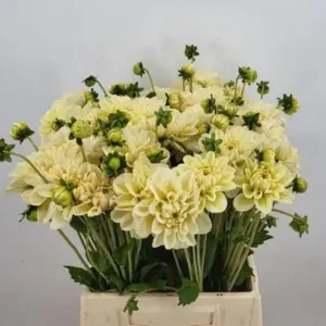 Dahlia Caramel Antique