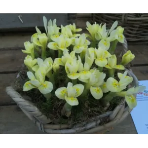 Iris Katharines Gold