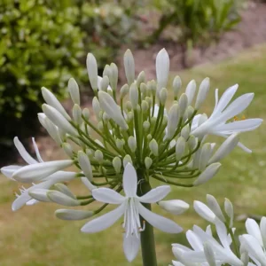 Agapanthus wit