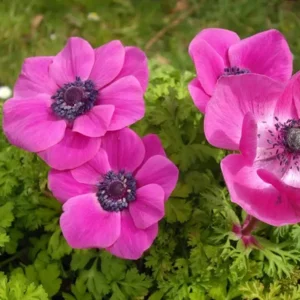 Anemonen De Caen Sylphide