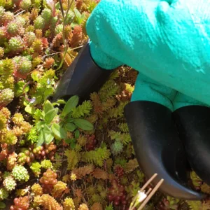 Onderhoudspakket: onderhoud voor je groendak doe-het-zelf, mooie groei bloemen groendak, mos bestrijden, onkruid verwijderen, sedummeststof, sedum meststof