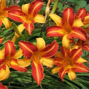Hemerocallis Frans Hals
