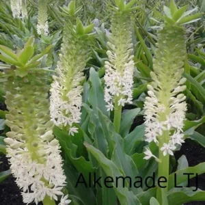 Eucomis Johannesburg