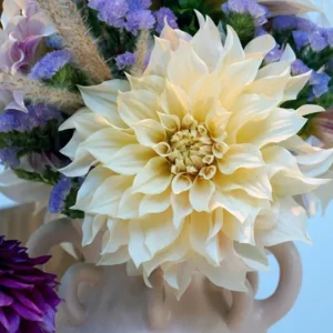 Dahlia Café au lait