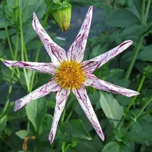 Dahlia Honka Destiny's Teacher