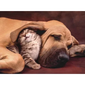 Clementoni High Quality collection puzzel - Cuddles - 500 stukjes