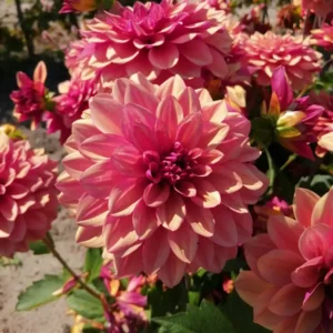 Dahlia Crème de Cognac