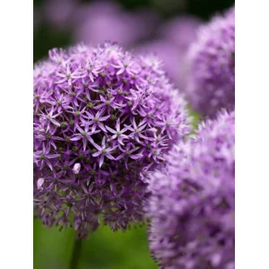 Allium Gladiator