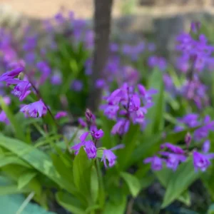 Bletilla