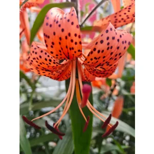 Lilium (lelie) Lancifolium