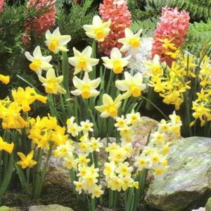 Botanische Narcis gemengd