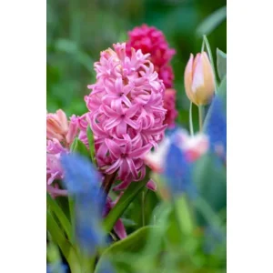 Hyacint Pink Pearl