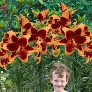 Lilium (lelie) Red Morning