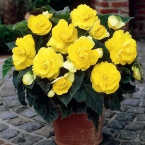 Begonia Dubbel Geel
