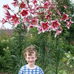 Lilium (lelie) Friso