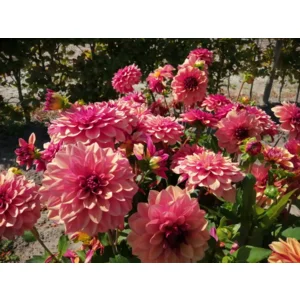 Dahlia Crème de Cognac