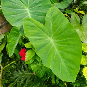 Colocasia Esculenta
