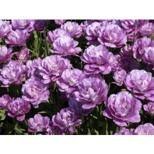 Tulp Dubbele Late Blue Spectacle