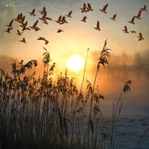 Verjaardagskalender - Stillness - Saskia Boelsums - 21x30cm